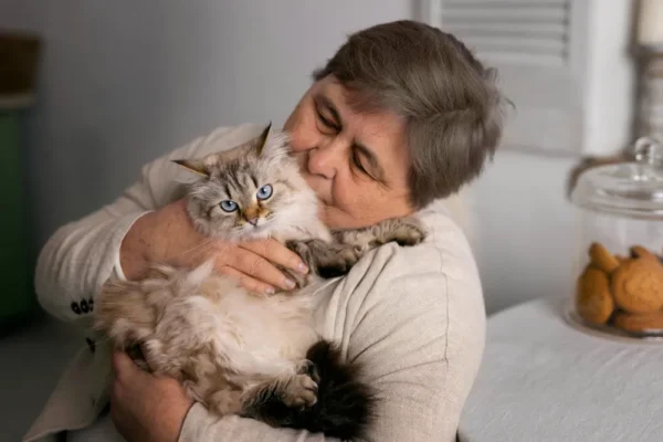 Gato bengal comendo ração úmida