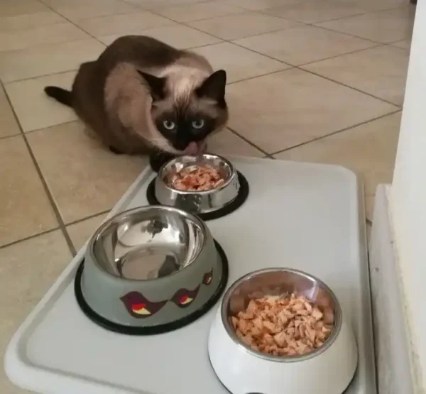 Gato siamês se alimentando